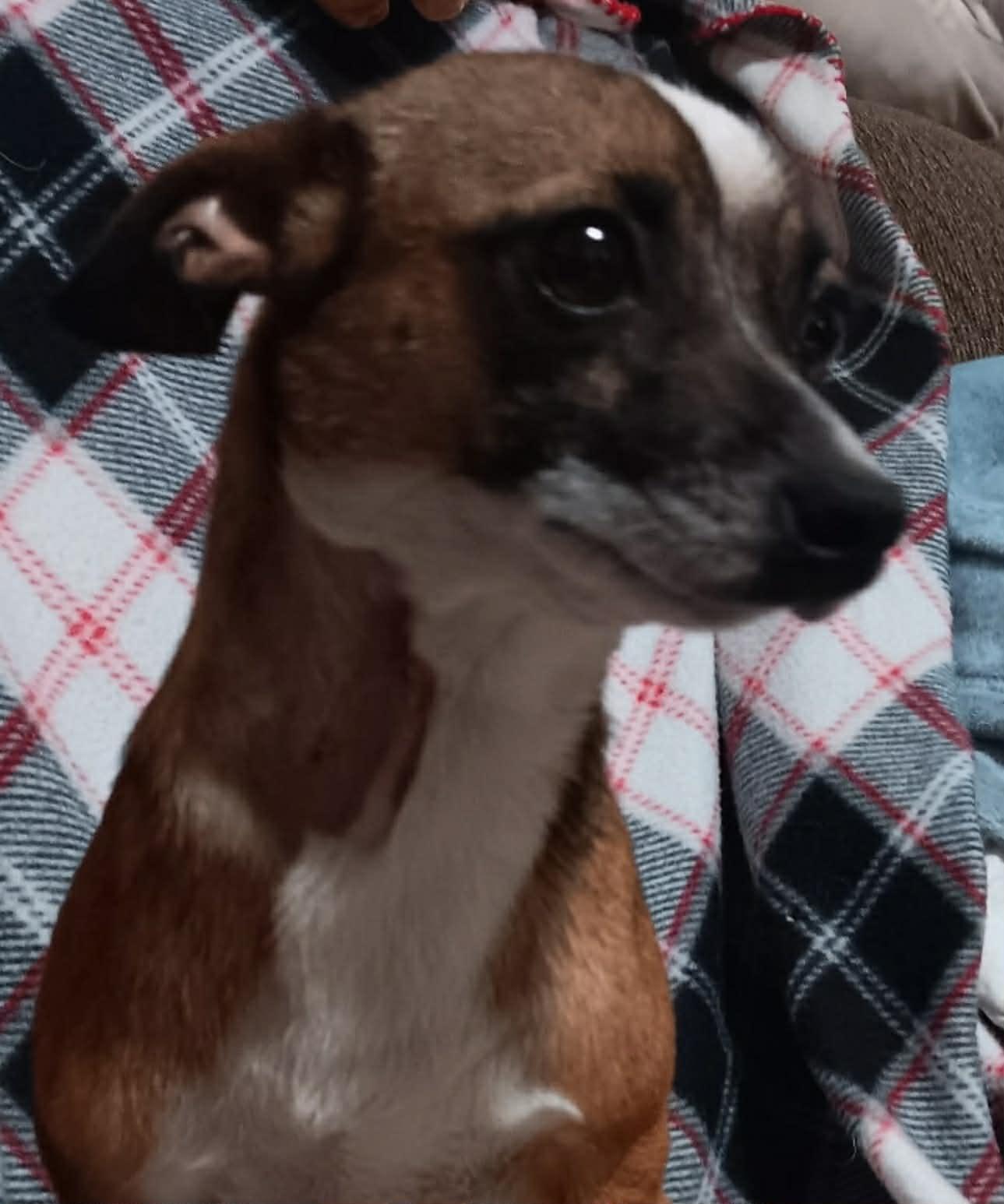 Sweets, Adoptable, Young Female Dachshund & Chihuahua.