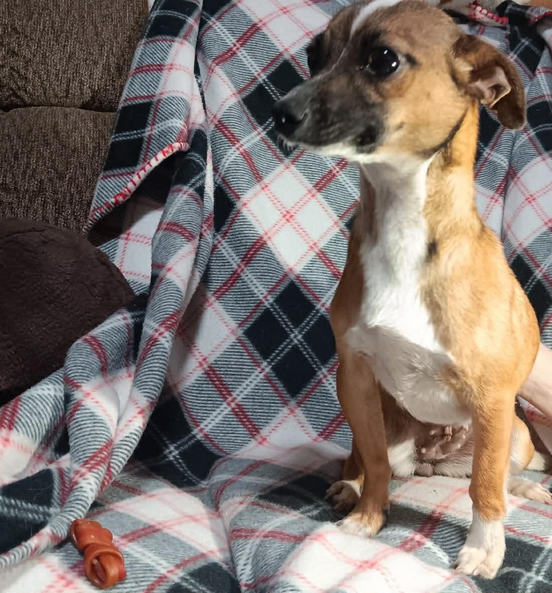 Sweets, a Adoptable mixed breed in Minneapolis, MN image 2/3
