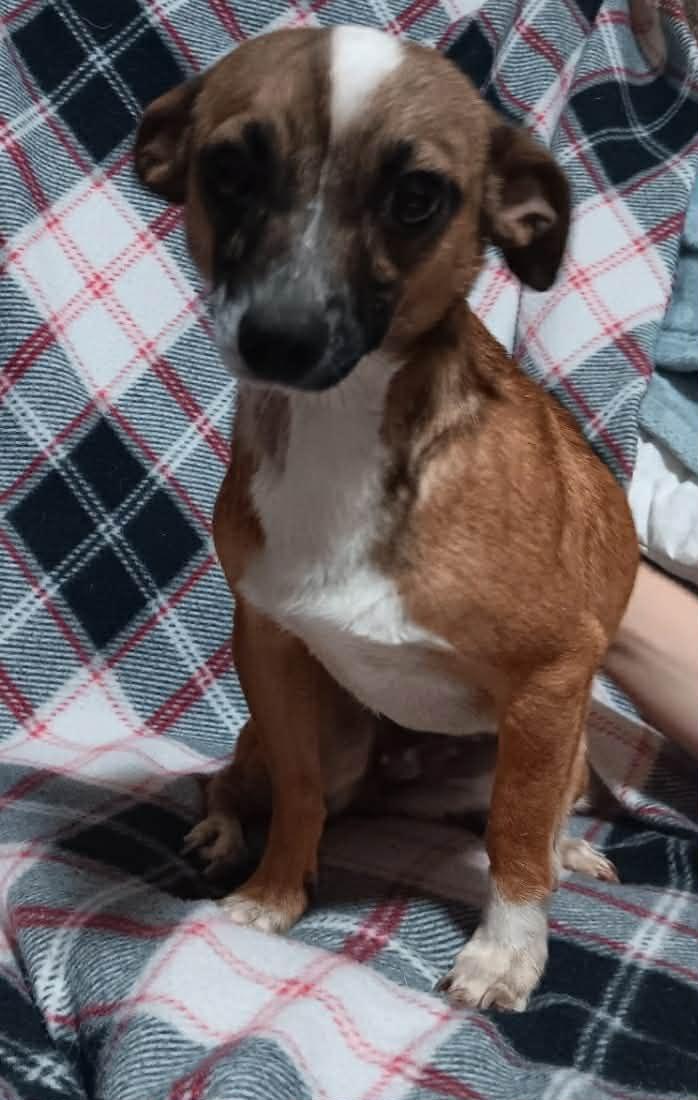Sweets, a Adoptable mixed breed in Minneapolis, MN image 3/3