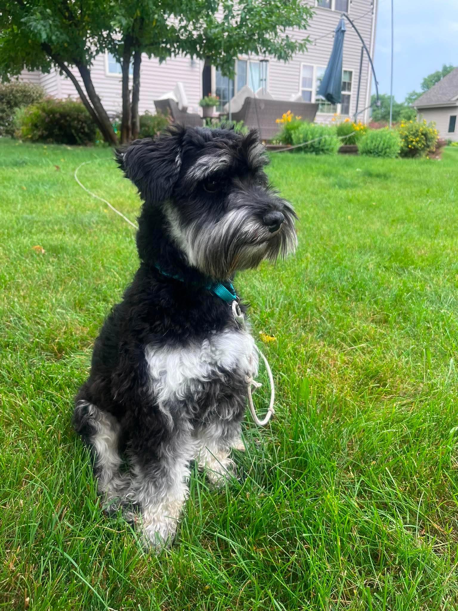Smokey, an adopted Miniature Schnauzer in Green Bay, WI image 3/6