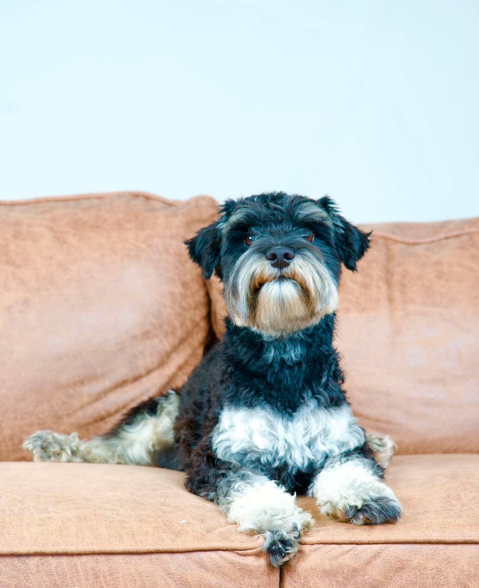 Smokey, an adopted Miniature Schnauzer in Green Bay, WI image 2/6