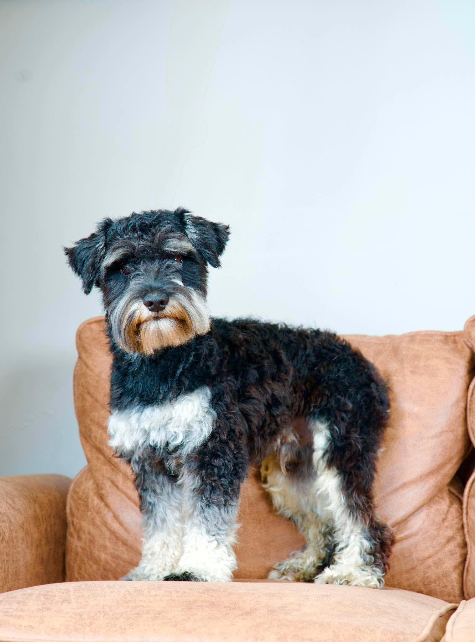 Smokey, an adopted Miniature Schnauzer in Green Bay, WI image 1/6