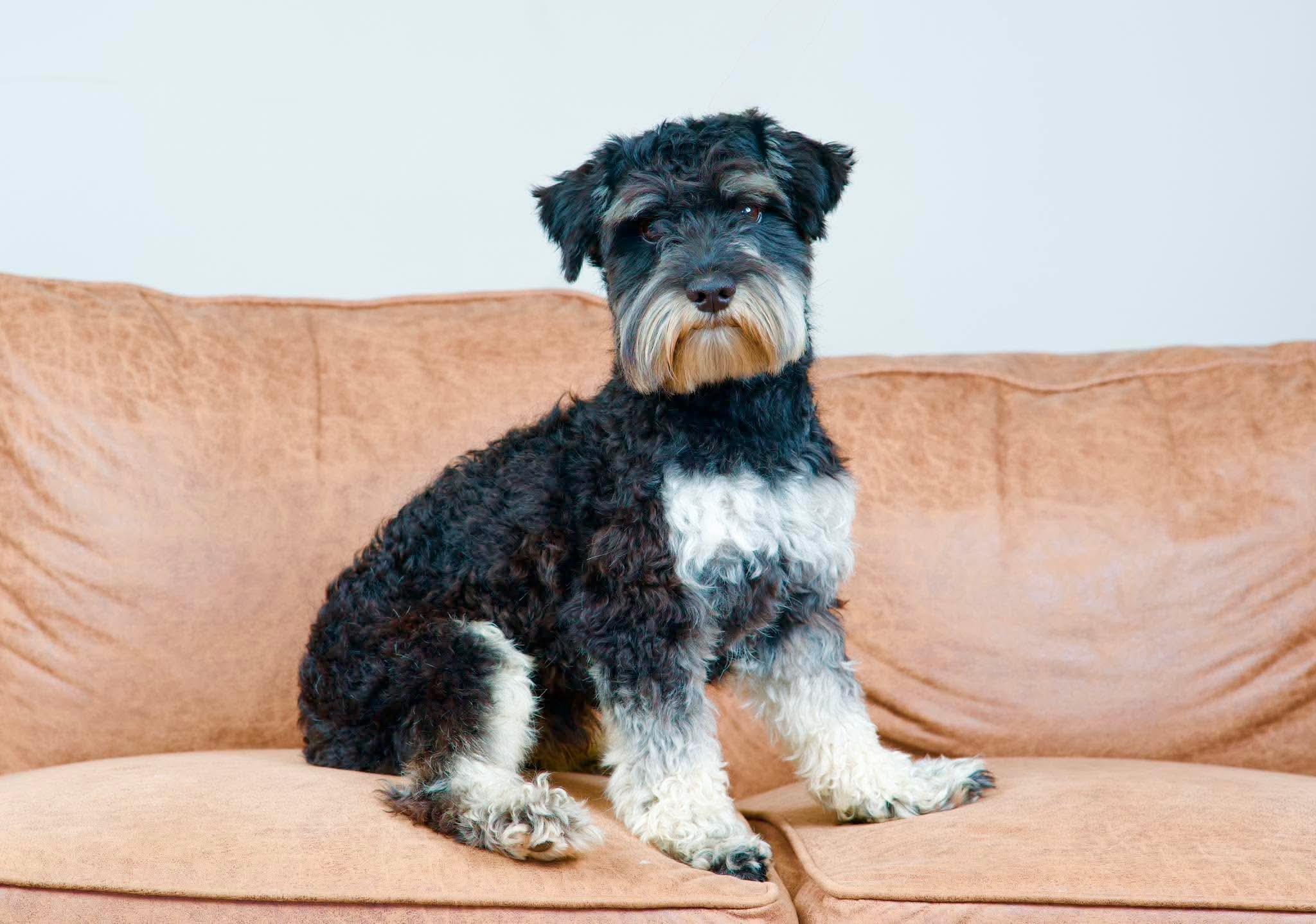 Smokey, an adopted Miniature Schnauzer in Green Bay, WI image 6/6