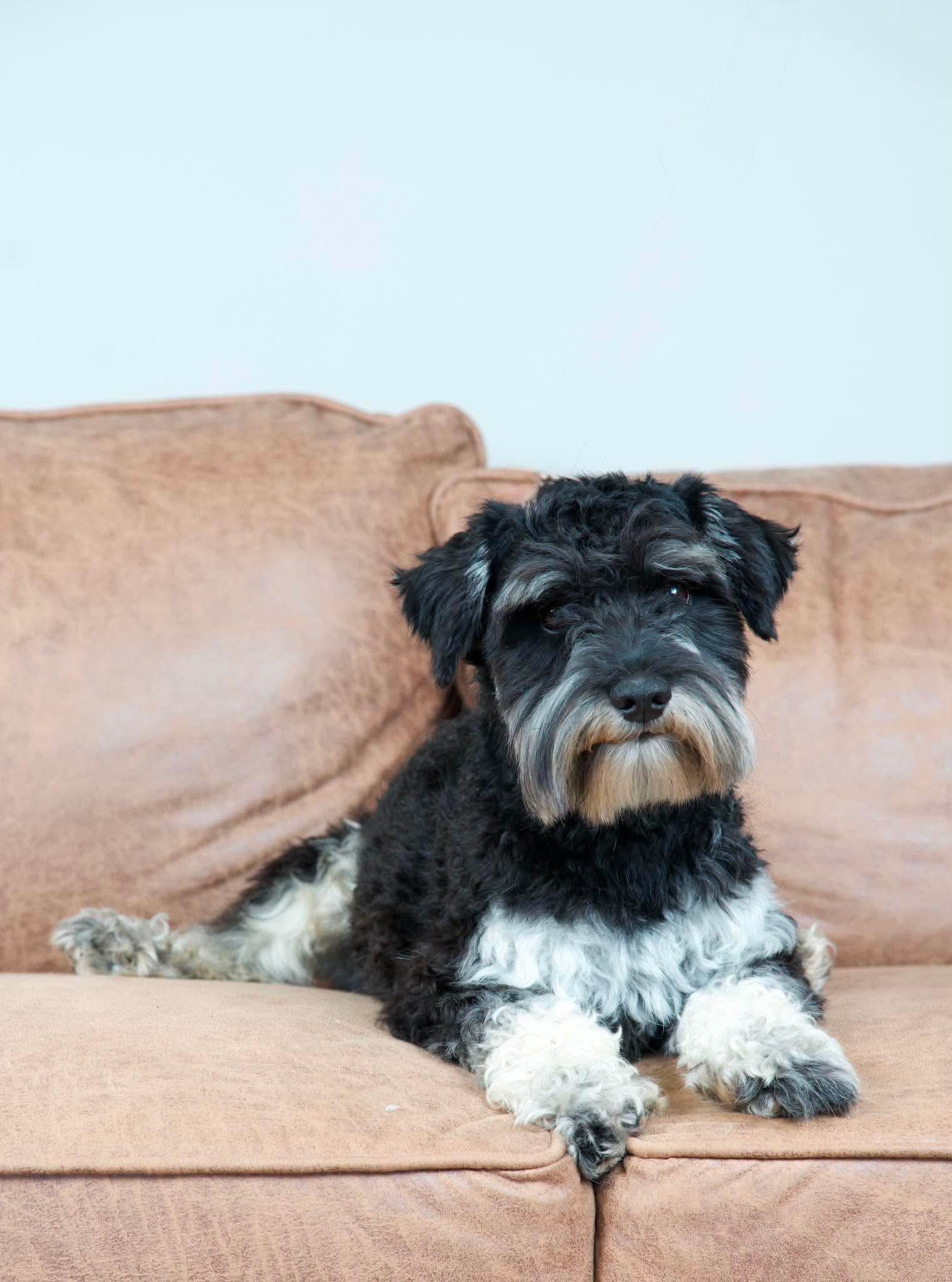 Smokey, an adopted Miniature Schnauzer in Green Bay, WI image 5/6