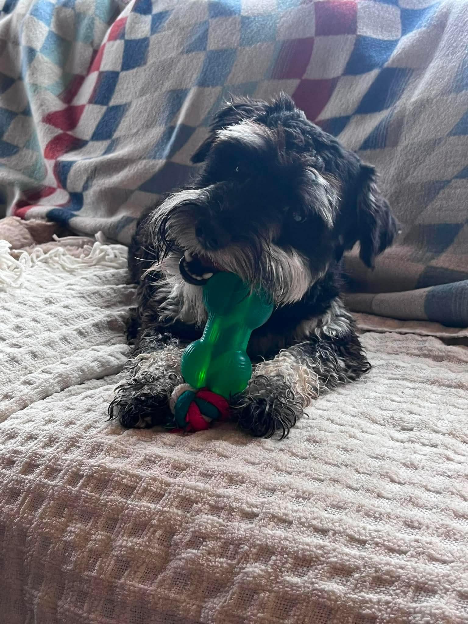 Smokey, an adopted Miniature Schnauzer in Green Bay, WI image 4/6