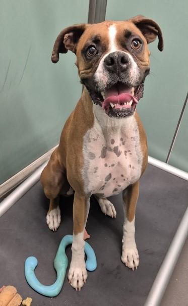 Jax, ADOPTABLE, Adult Male Boxer.