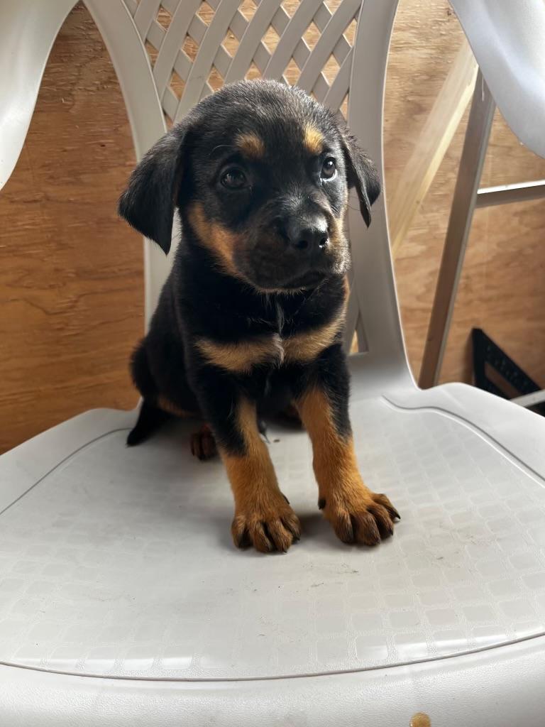 Freundly, adopted, Puppy Male Rottweiler & Terrier.