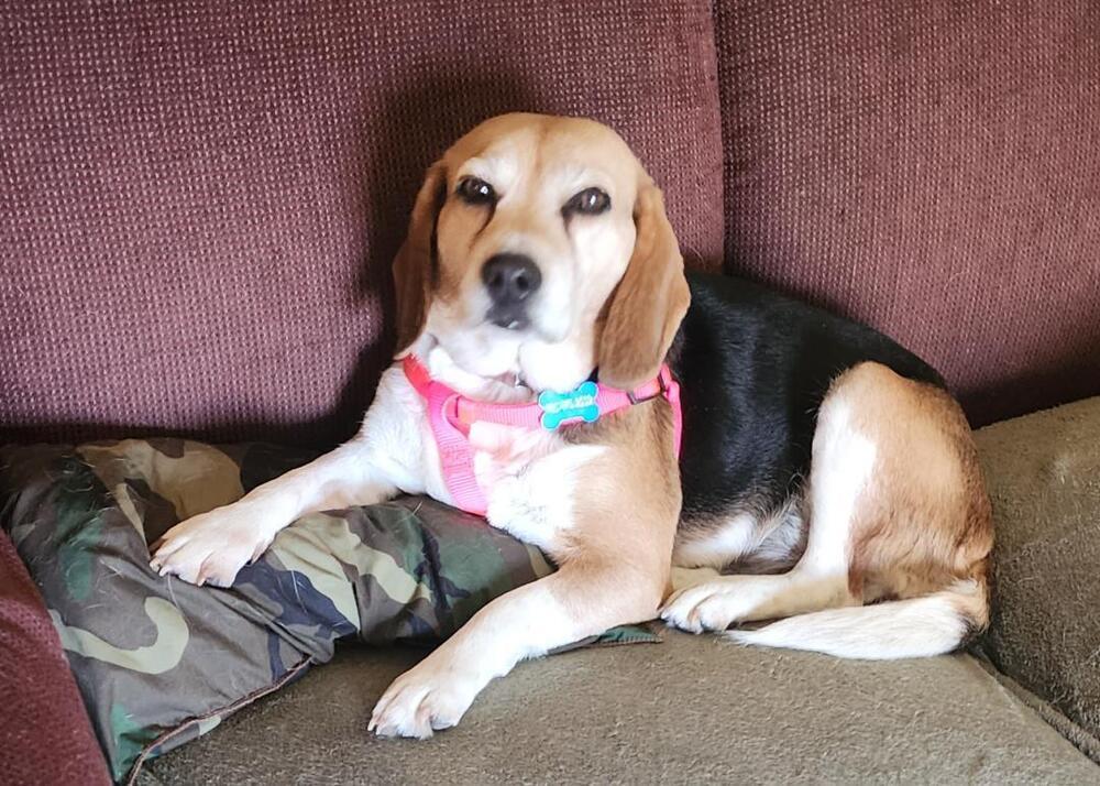 Enlarge Lucy - Fostered in KS, a Adoptable Beagle in Shawnee Mission, KS image 1/6