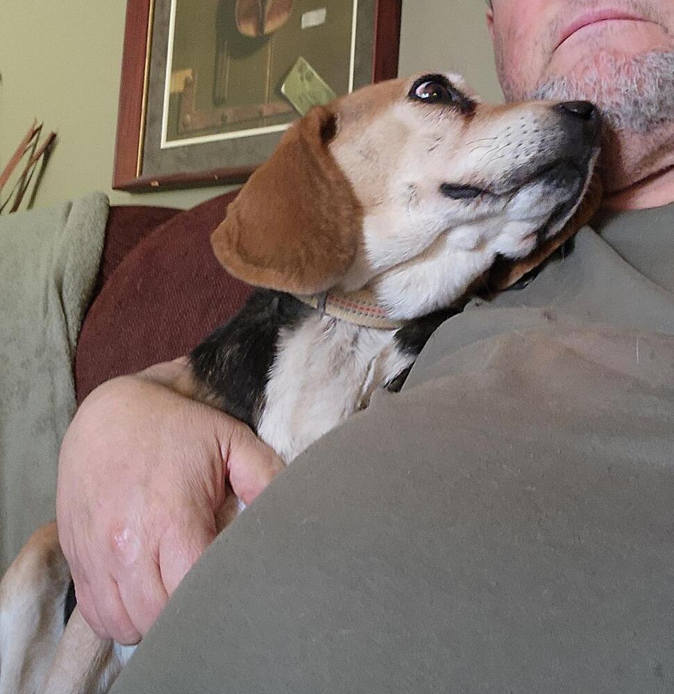 Enlarge Lucy - Fostered in KS, a Adoptable Beagle in Shawnee Mission, KS image 2/6