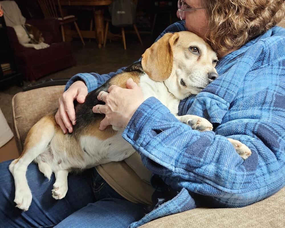 Enlarge Lucy - Fostered in KS, a Adoptable Beagle in Shawnee Mission, KS image 3/6