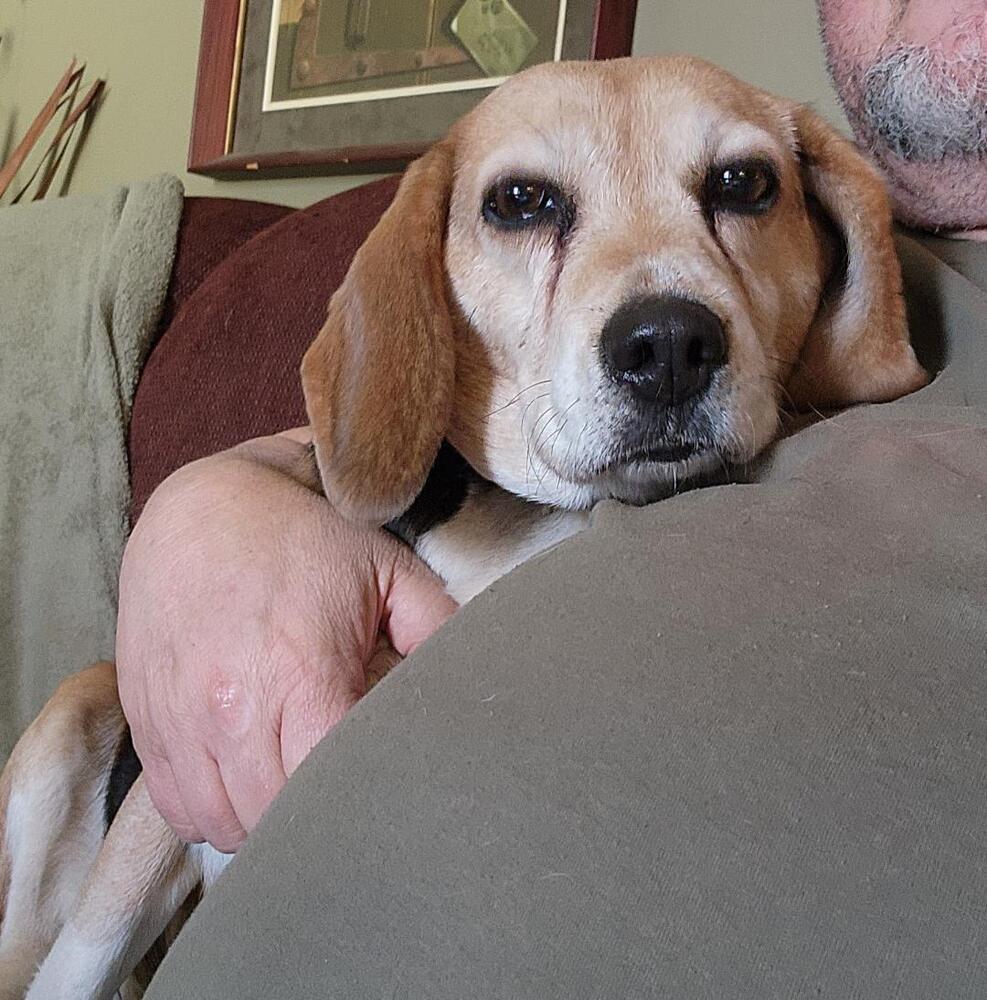 Enlarge Lucy - Fostered in KS, a Adoptable Beagle in Shawnee Mission, KS image 4/6