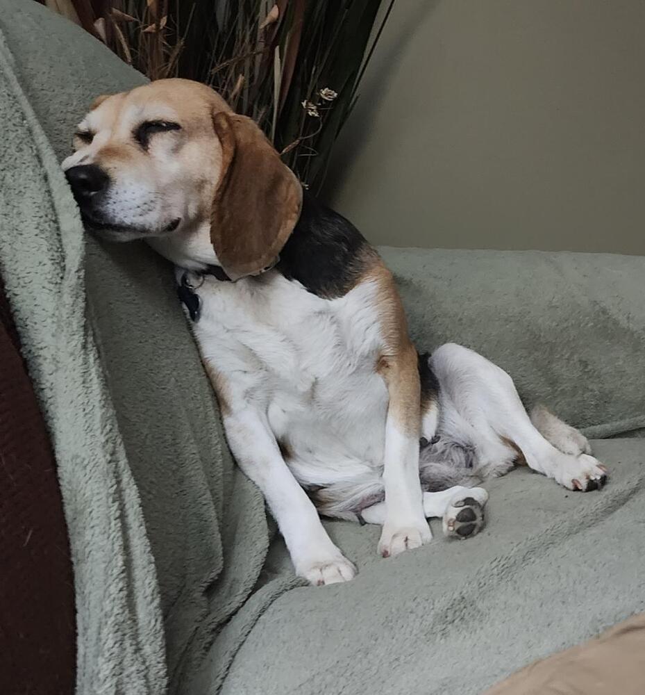Enlarge Lucy - Fostered in KS, a Adoptable Beagle in Shawnee Mission, KS image 5/6