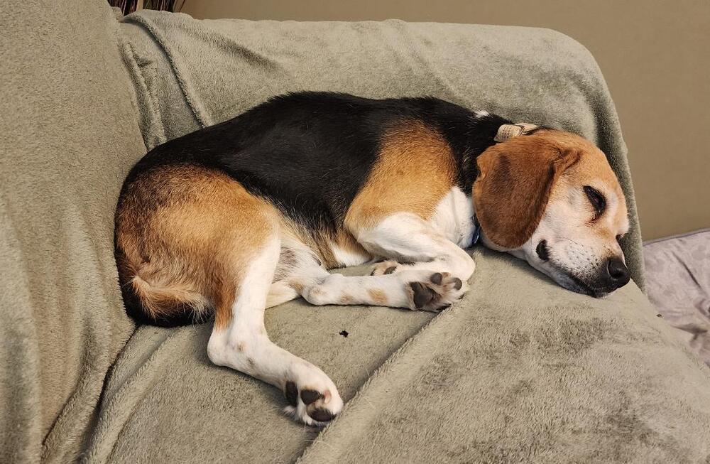 Enlarge Lucy - Fostered in KS, a Adoptable Beagle in Shawnee Mission, KS image 6/6