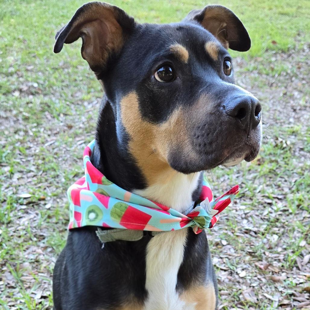 Enlarge Britney, a Adoptable mixed breed in Ocala, FL image 3/6