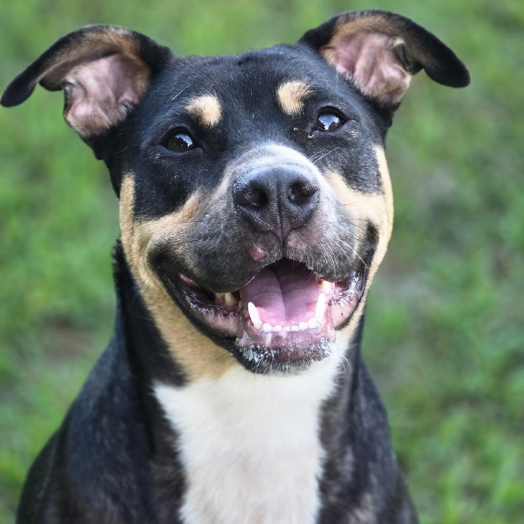 Enlarge Britney, a Adoptable mixed breed in Ocala, FL image 2/6