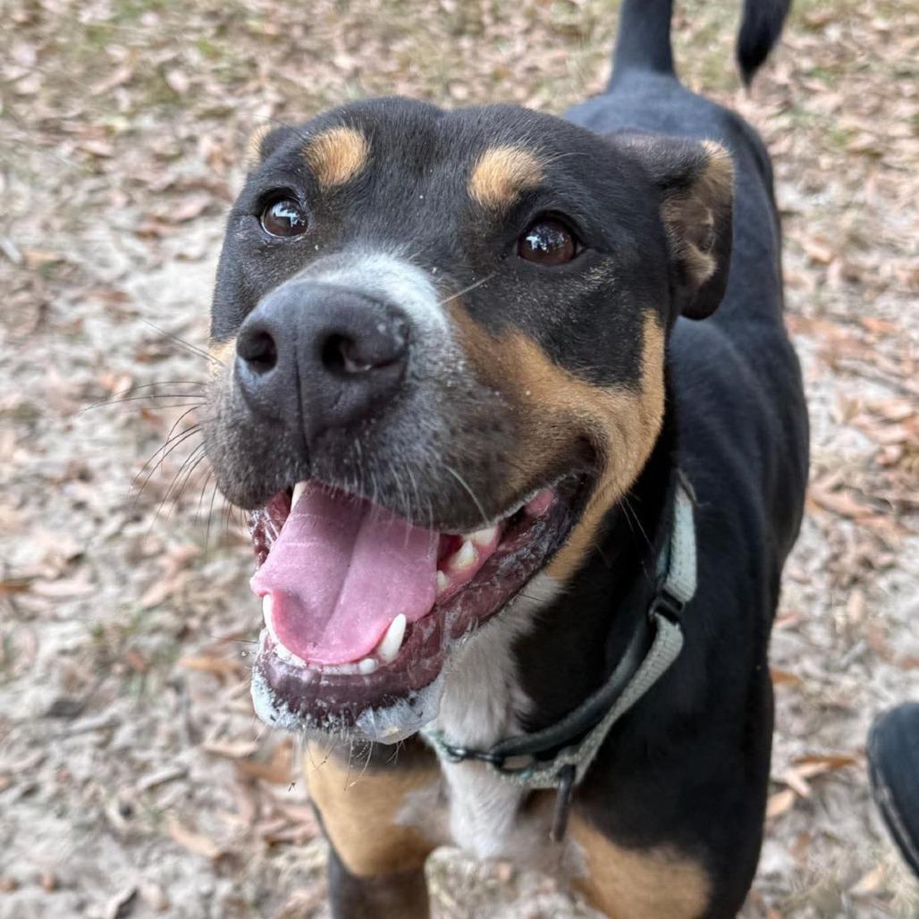 Enlarge Britney, a Adoptable mixed breed in Ocala, FL image 1/6