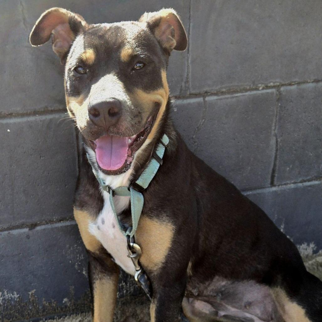 Enlarge Britney, a Adoptable mixed breed in Ocala, FL image 4/5