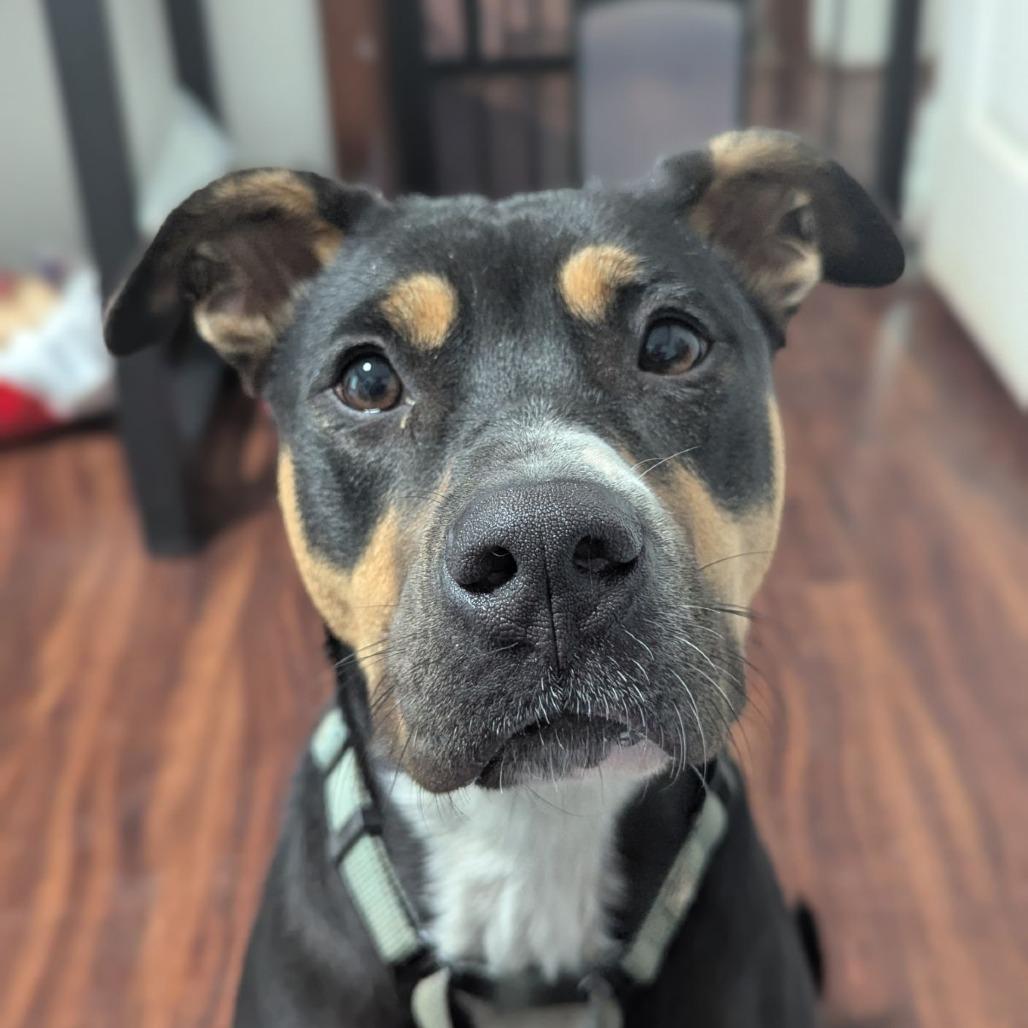 Enlarge Britney, a Adoptable mixed breed in Ocala, FL image 1/5