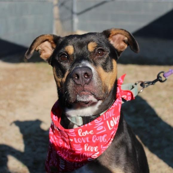 Enlarge Britney, a Adoptable mixed breed in Ocala, FL image 3/6