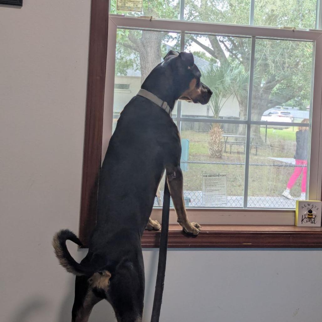 Enlarge Britney, a Adoptable mixed breed in Ocala, FL image 5/5