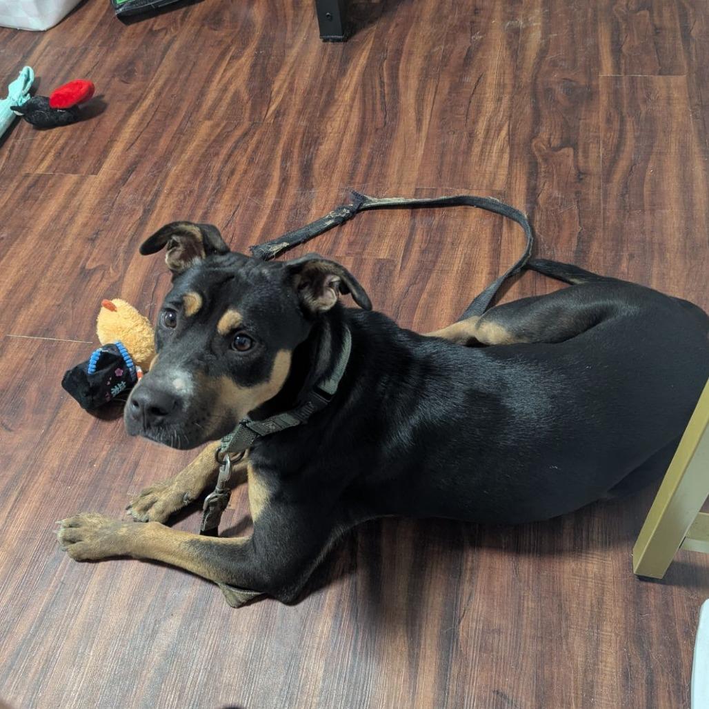 Enlarge Britney, a Adoptable mixed breed in Ocala, FL image 3/5