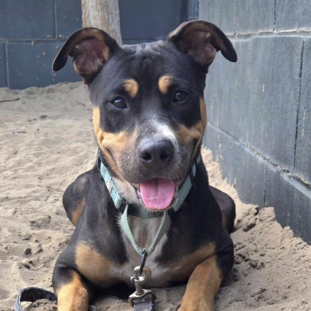 Britney, Adoptable, Young Female American Bulldog & American Staffordshire Terrier.