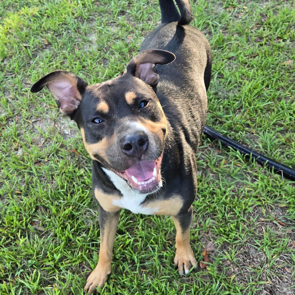 Britney, Adoptable, Young Female American Bulldog & Rottweiler.