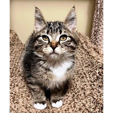 Boots, ADOPTABLE, Kitten Male Tabby.