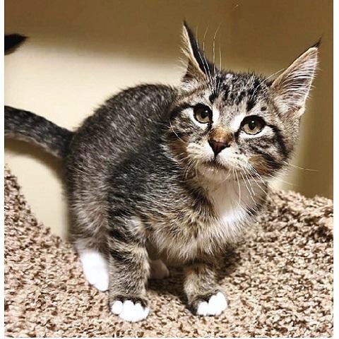 Enlarge Boots, a ADOPTABLE Tabby in Salt Lake City, UT image 2/2