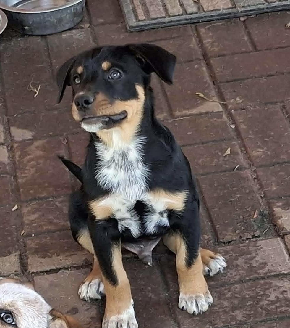 Albert, a Adoptable mixed breed in Bradenton, FL image 2/6