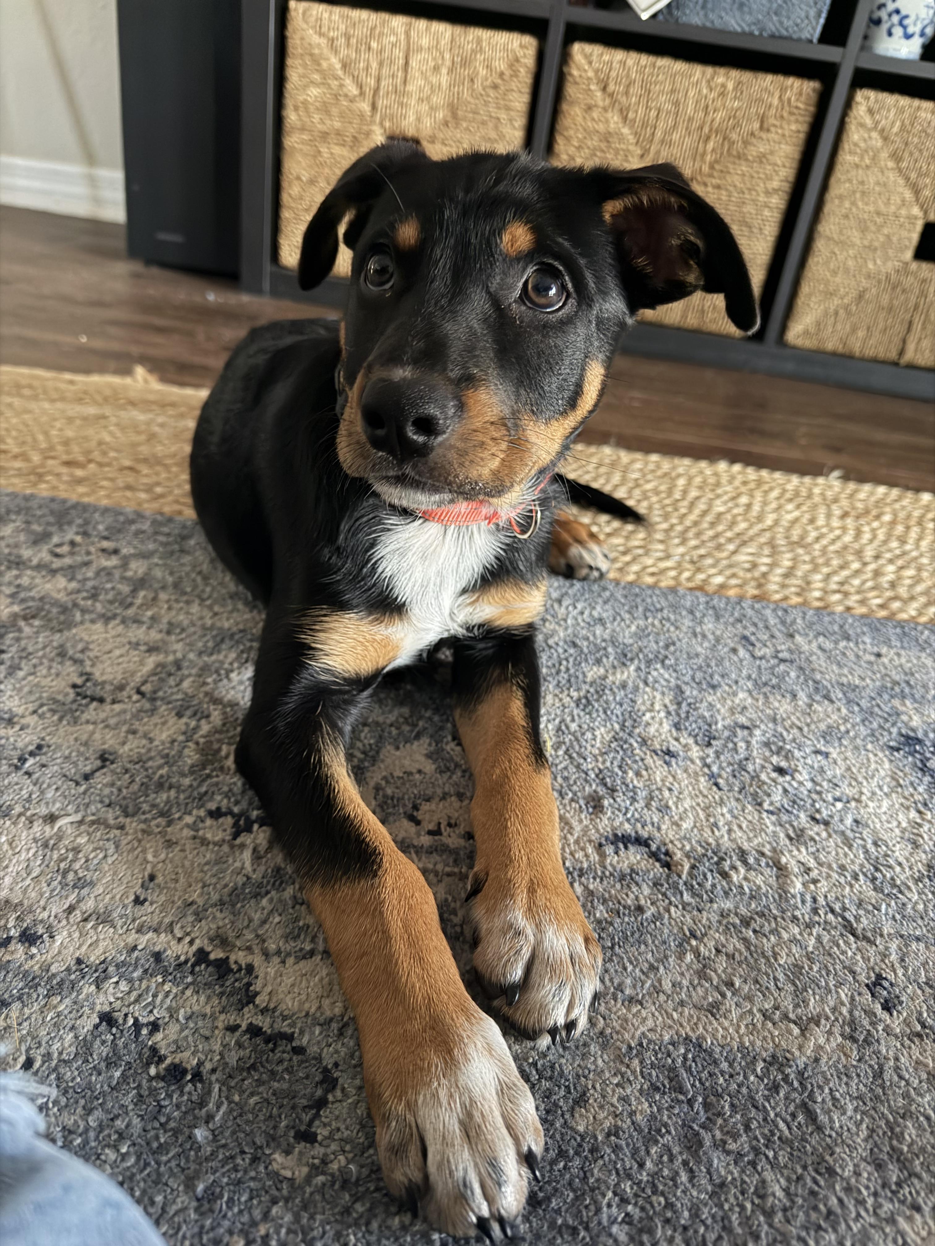 Albert, a Adoptable mixed breed in Bradenton, FL image 3/6