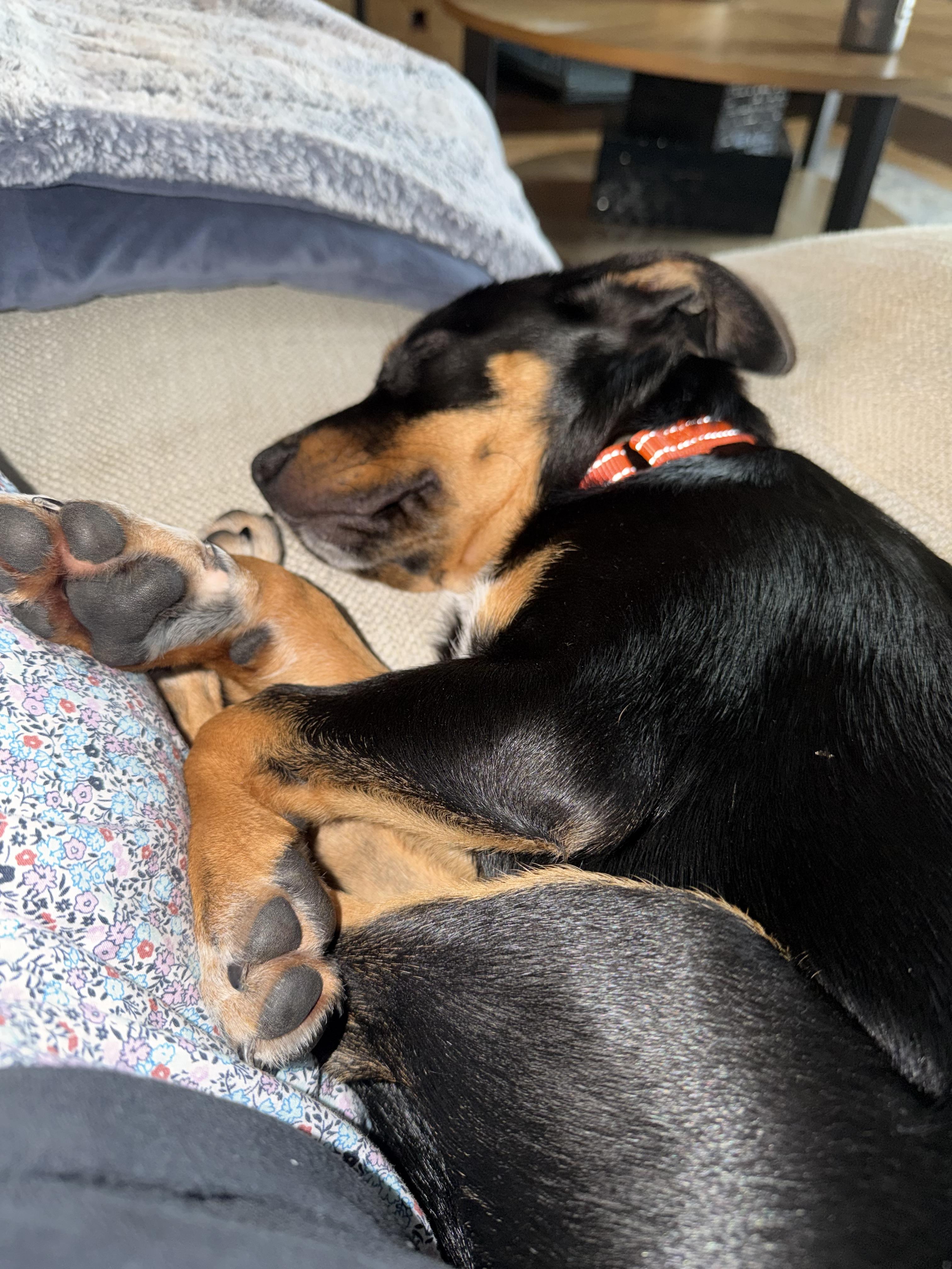 Albert, a Adoptable mixed breed in Bradenton, FL image 4/6