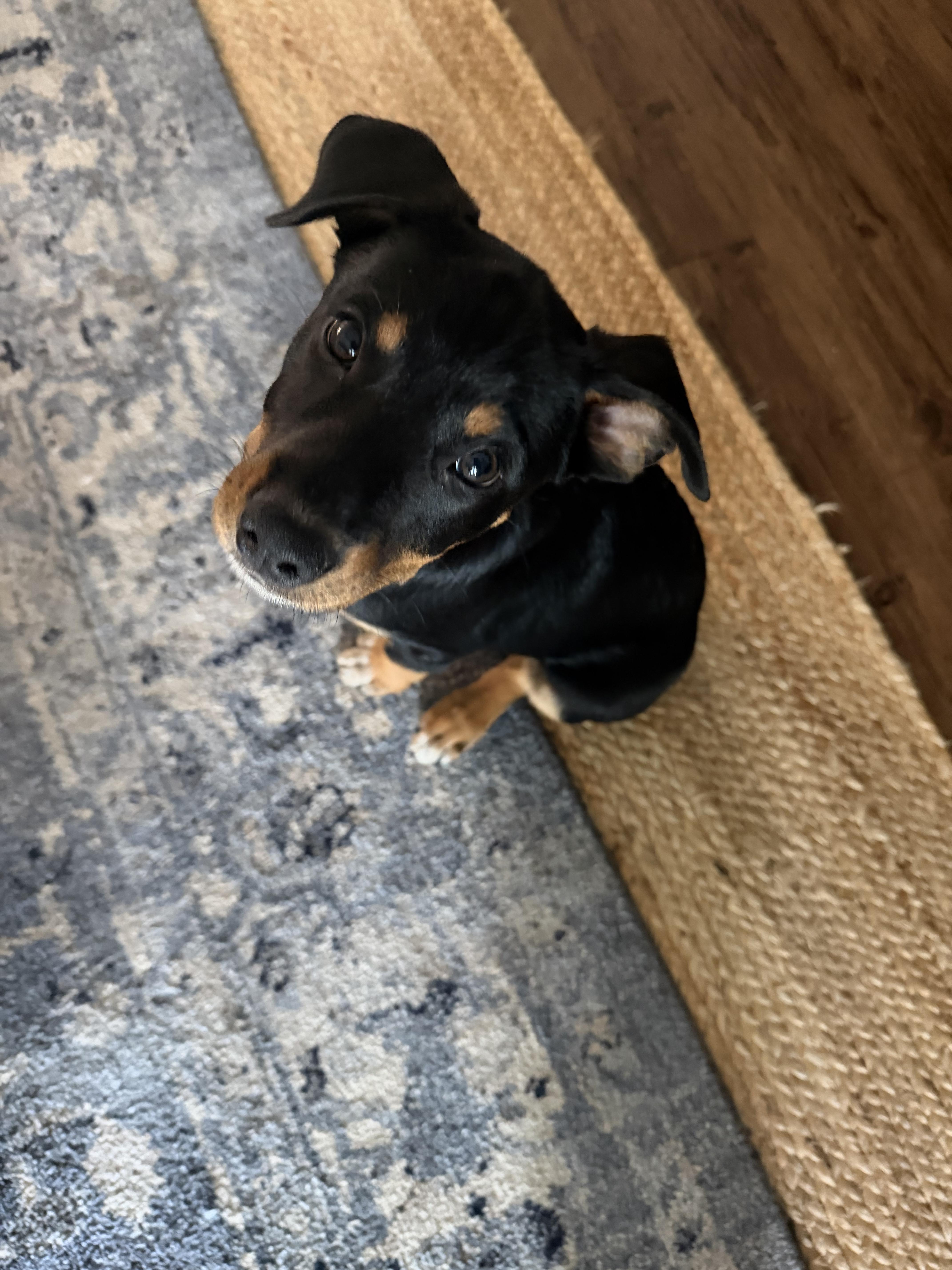 Albert, a Adoptable mixed breed in Bradenton, FL image 5/6