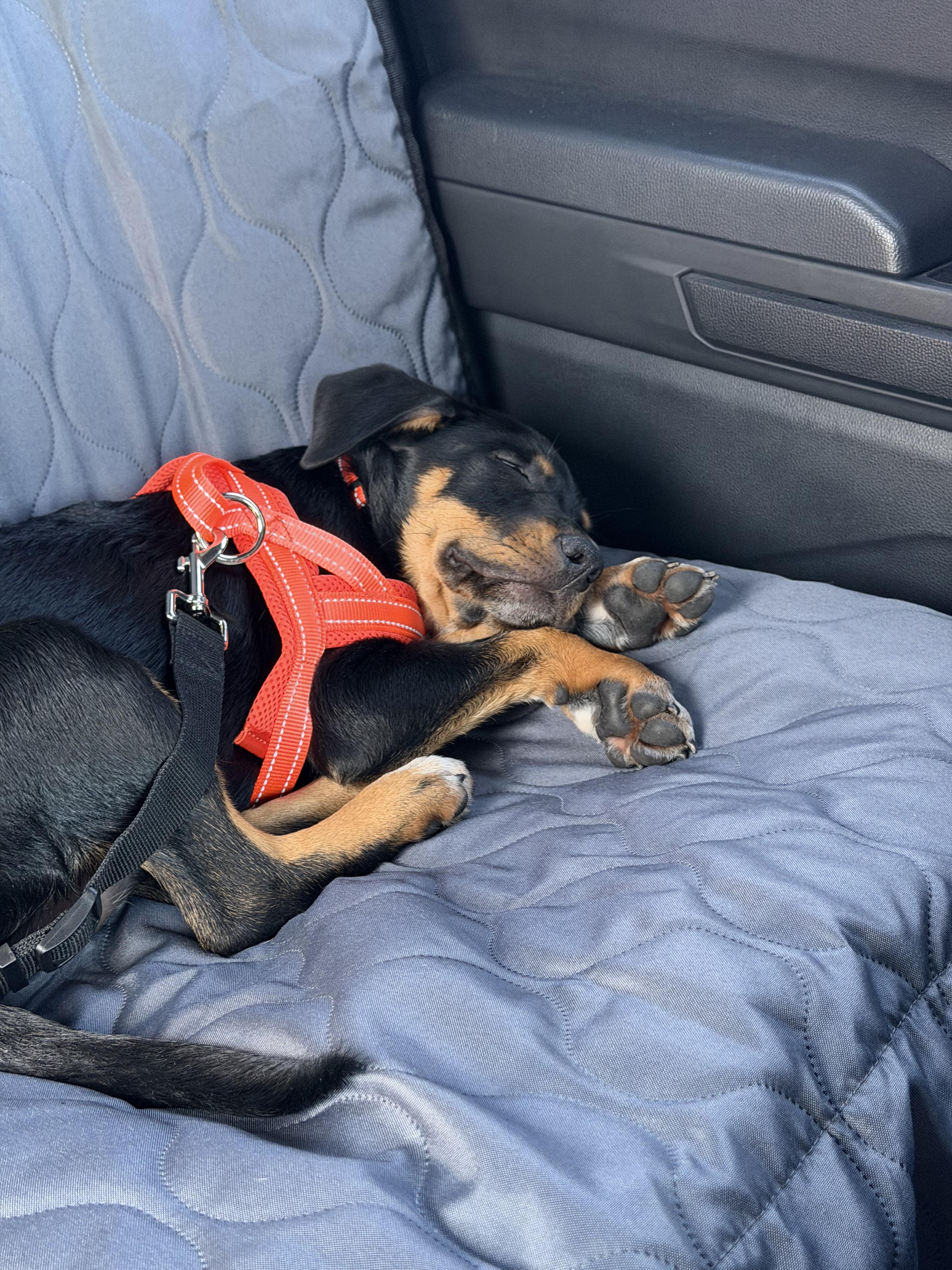 Albert, a Adoptable mixed breed in Bradenton, FL image 6/6