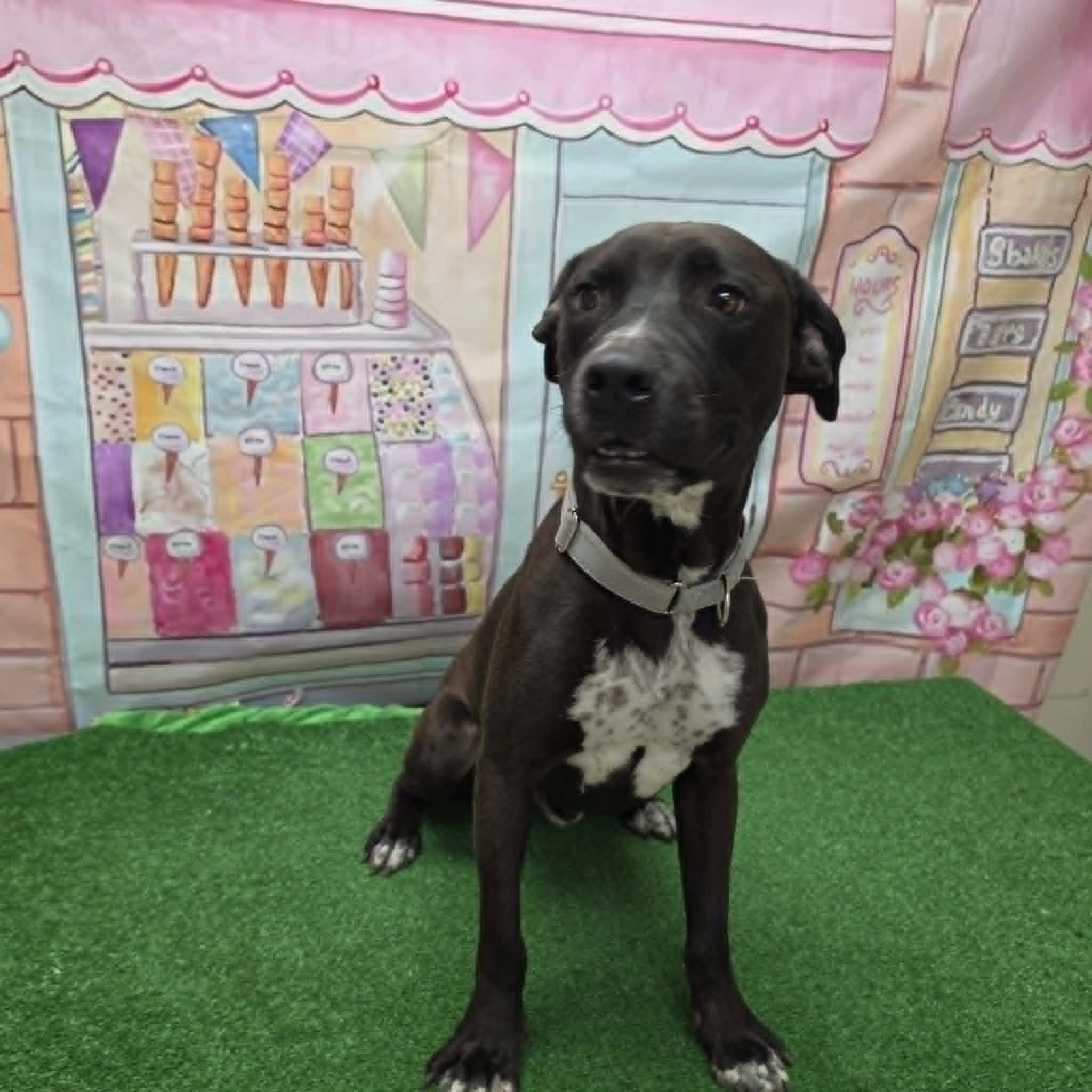 Hershey, an adoptable mixed breed in Statesboro, GA image 1/5