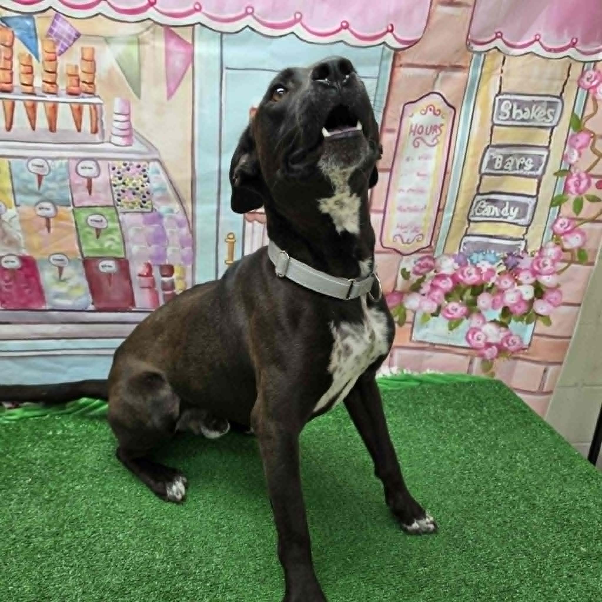 Hershey, an adoptable mixed breed in Statesboro, GA image 4/5