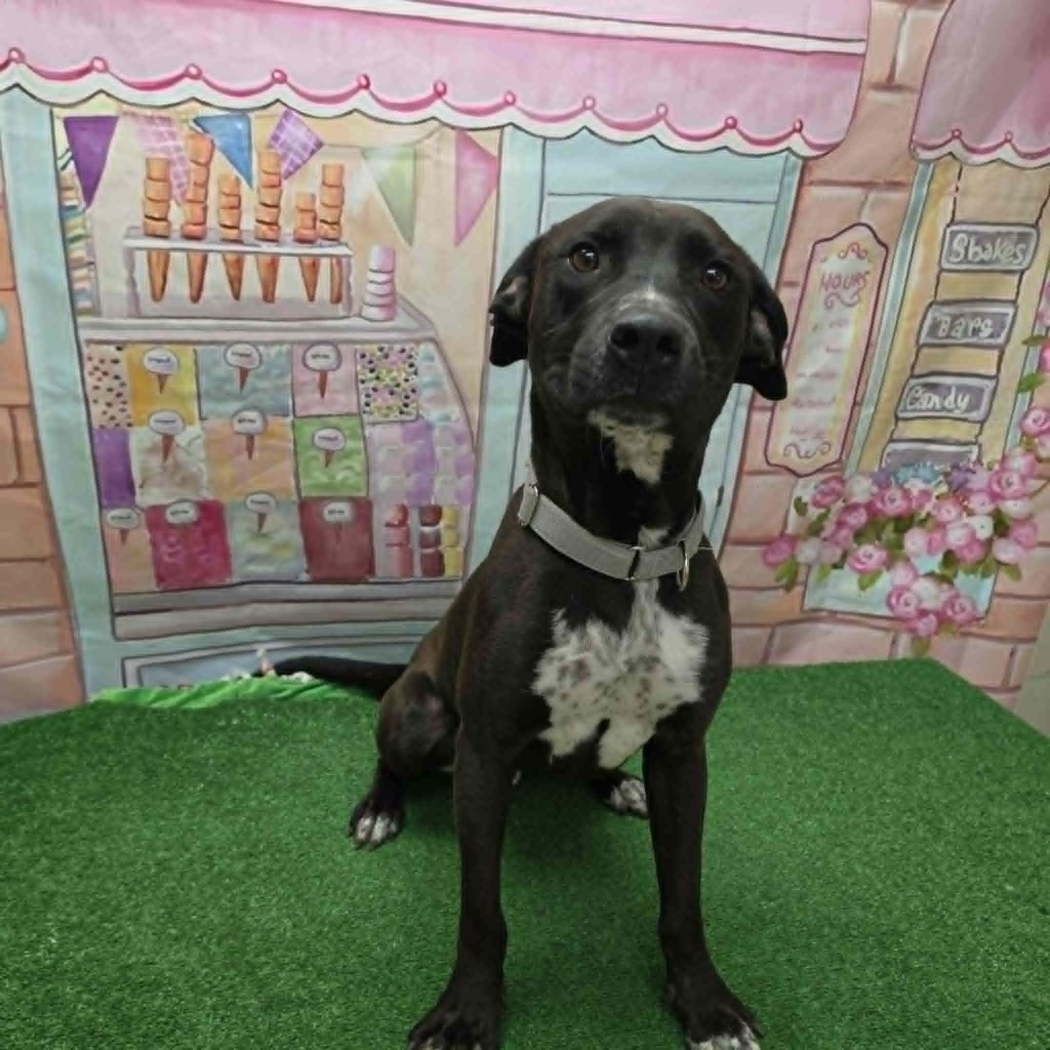 Hershey, an adoptable mixed breed in Statesboro, GA image 3/5