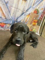 Hershey, an adoptable mixed breed in Statesboro, GA image 5/5