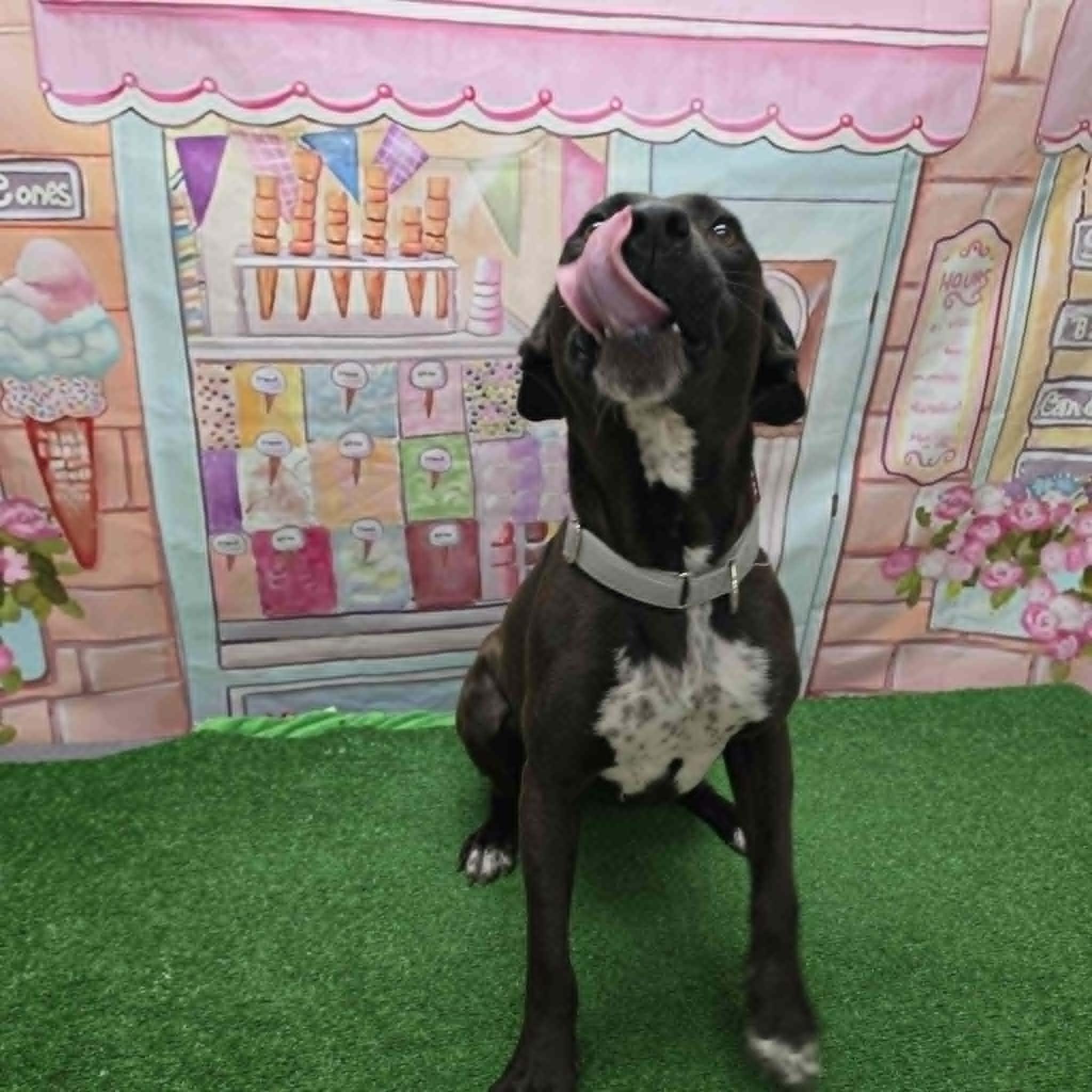 Hershey, an adoptable mixed breed in Statesboro, GA image 2/5