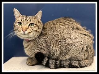 Enlarge MIA, a Adoptable Domestic Short Hair in Peoria, IL image 1/1