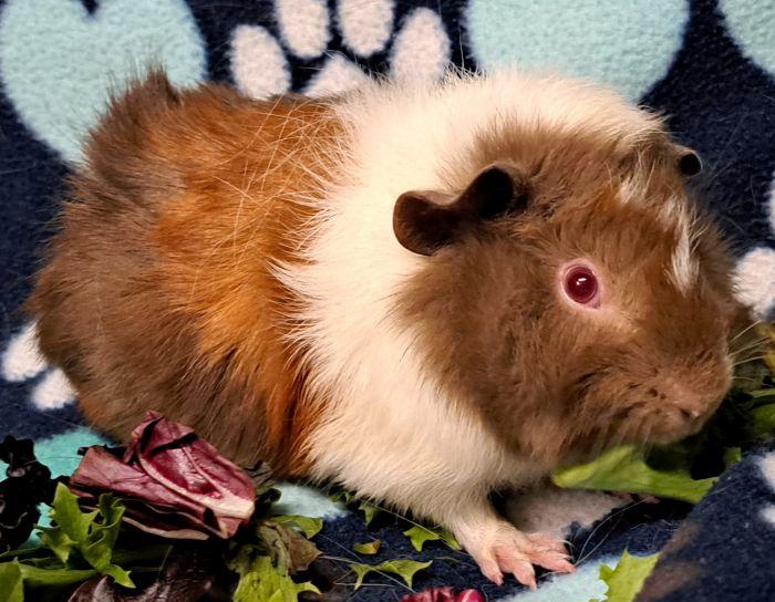 Cello , adoptable, Young Female Abyssinian.