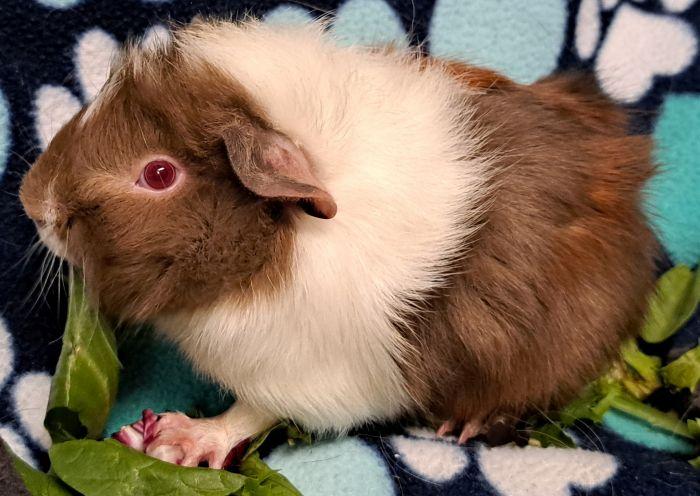 Enlarge Cello , an adoptable Abyssinian in Gary, IN image 2/2