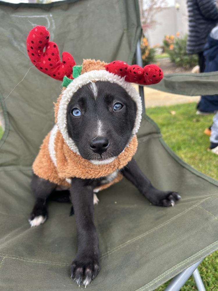 Enlarge Tani, a Adoptable mixed breed in San Diego, CA image 1/4