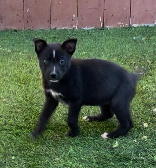 Enlarge Tani, a Adoptable mixed breed in San Diego, CA image 2/4