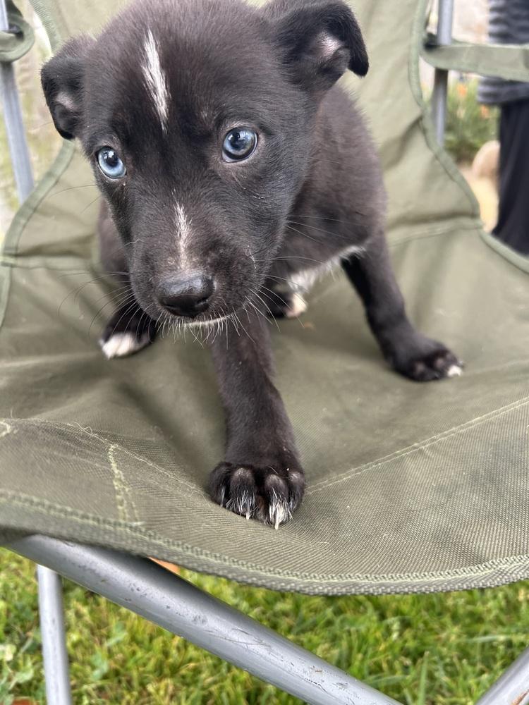 Enlarge Tani, a Adoptable mixed breed in San Diego, CA image 3/4