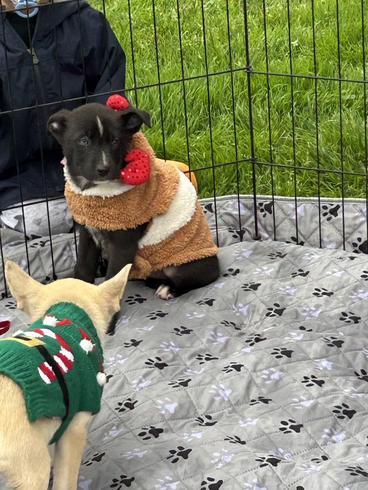 Enlarge Tani, a Adoptable mixed breed in San Diego, CA image 4/4