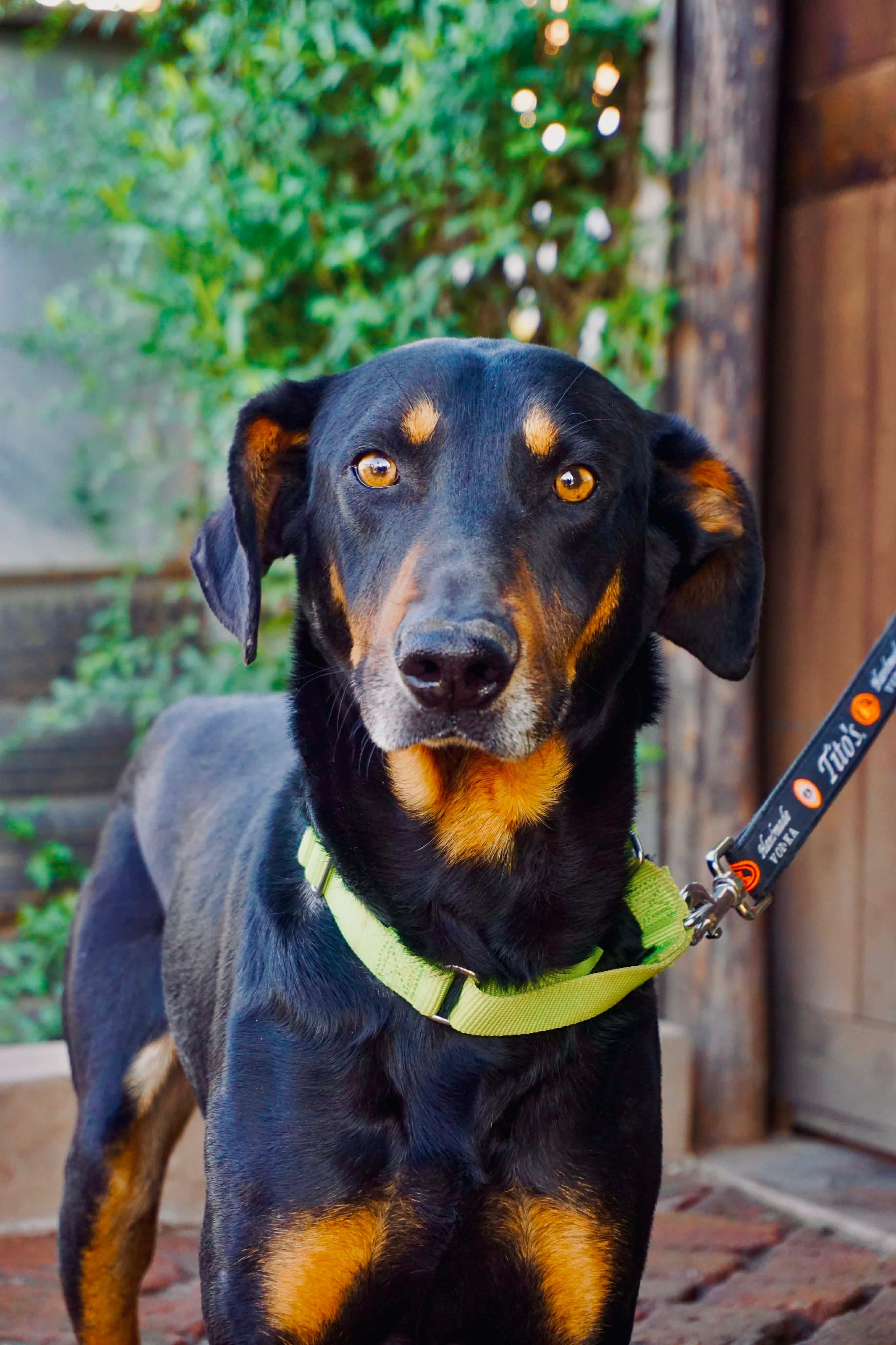Prince, ADOPTABLE, Adult Male Doberman Pinscher & German Shepherd Dog.