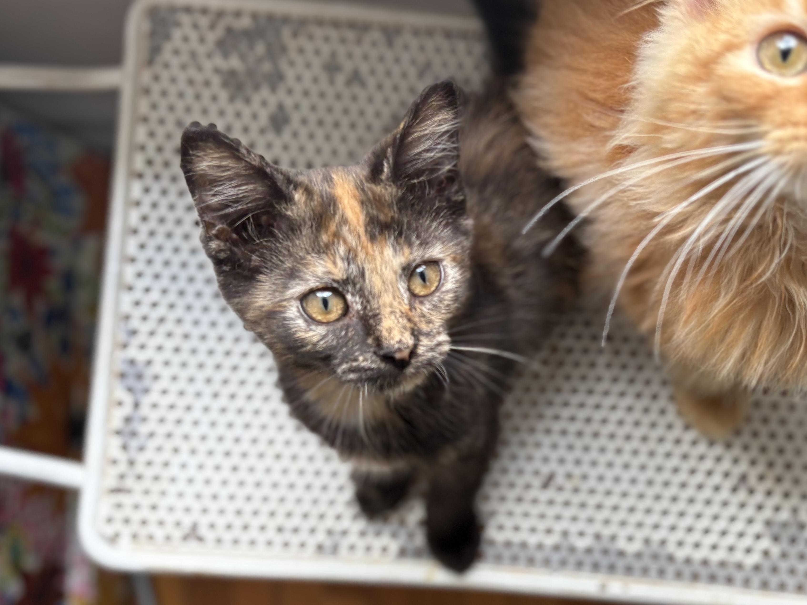Poptart, Baby Female Domestic Short Hair