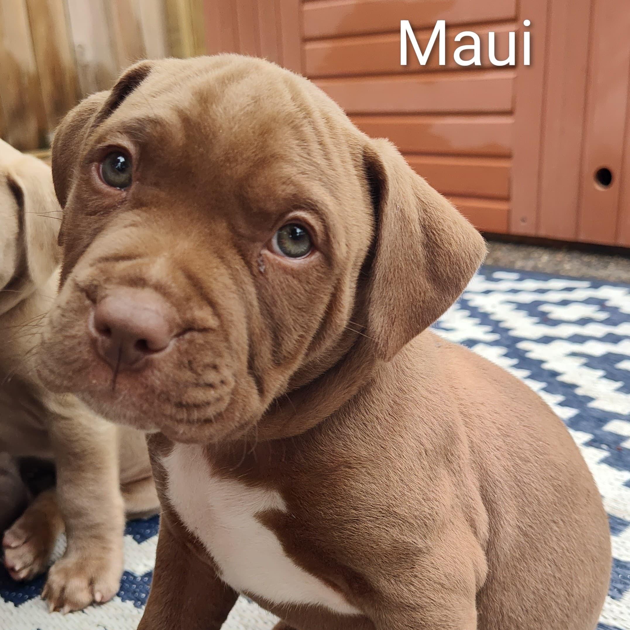 Maui, Adoptable, Puppy Male Pit Bull Terrier.