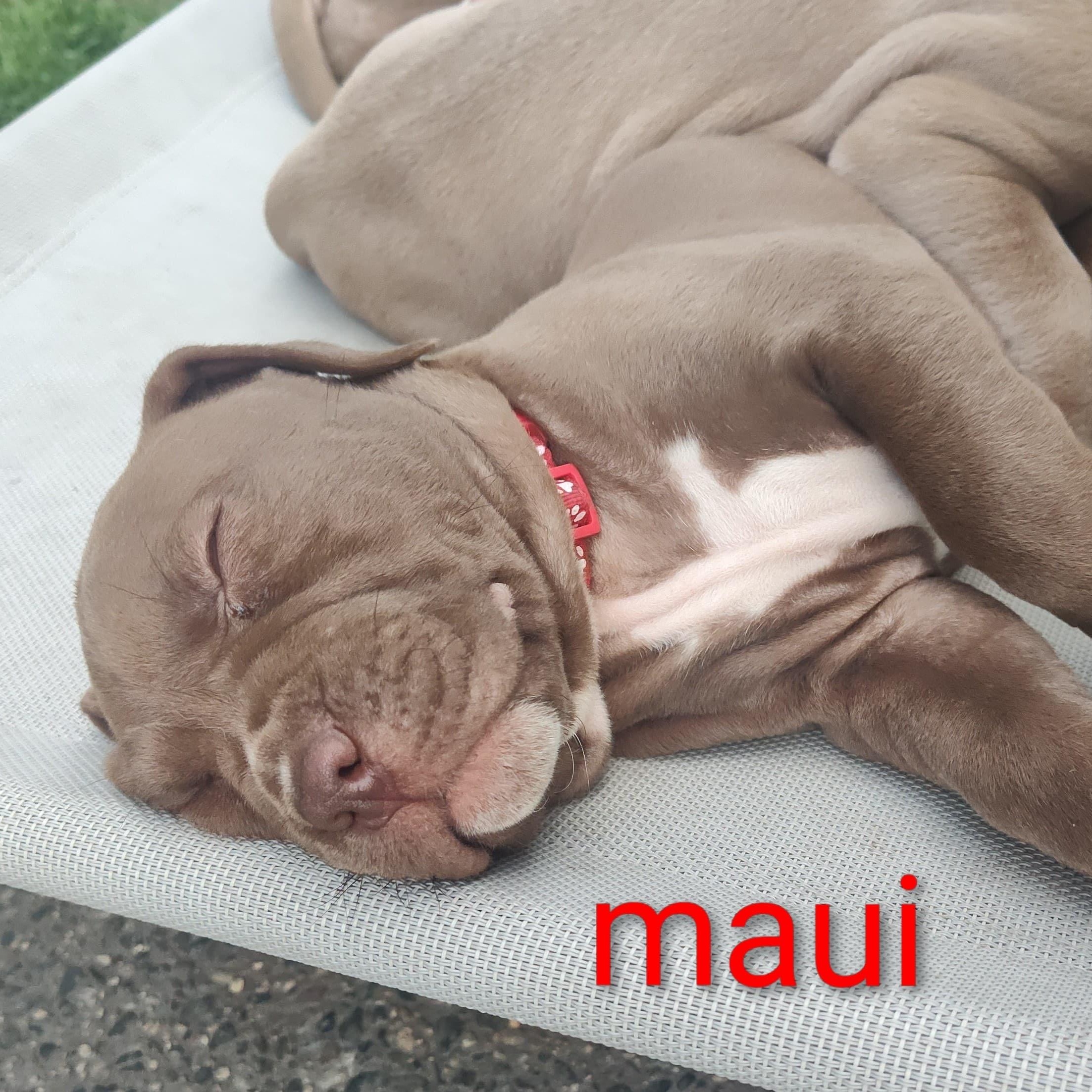 Maui, a Adoptable mixed breed in Midland, MI image 2/2